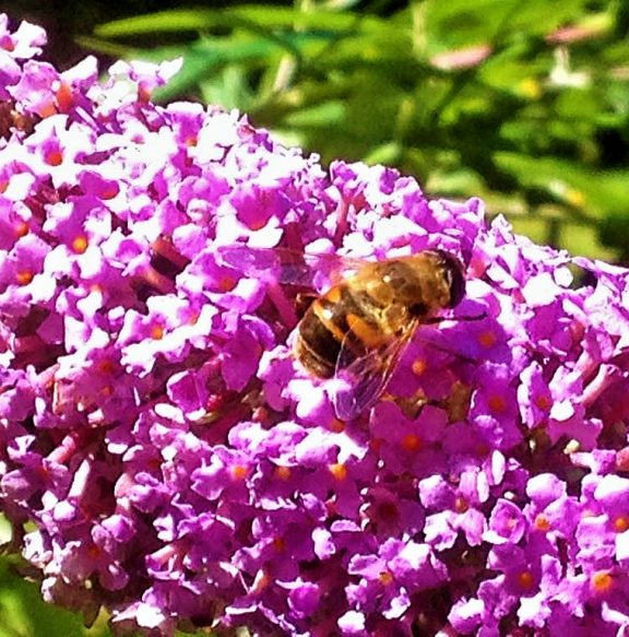 Bees Wales Natural Honey